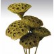 LOTUS PODS Moss Coat 16"-OUT OF STOCK